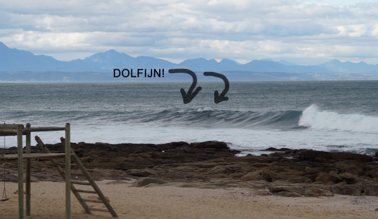 dolfijnen