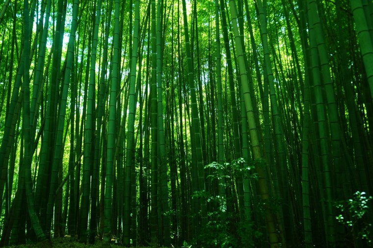 bambooforest