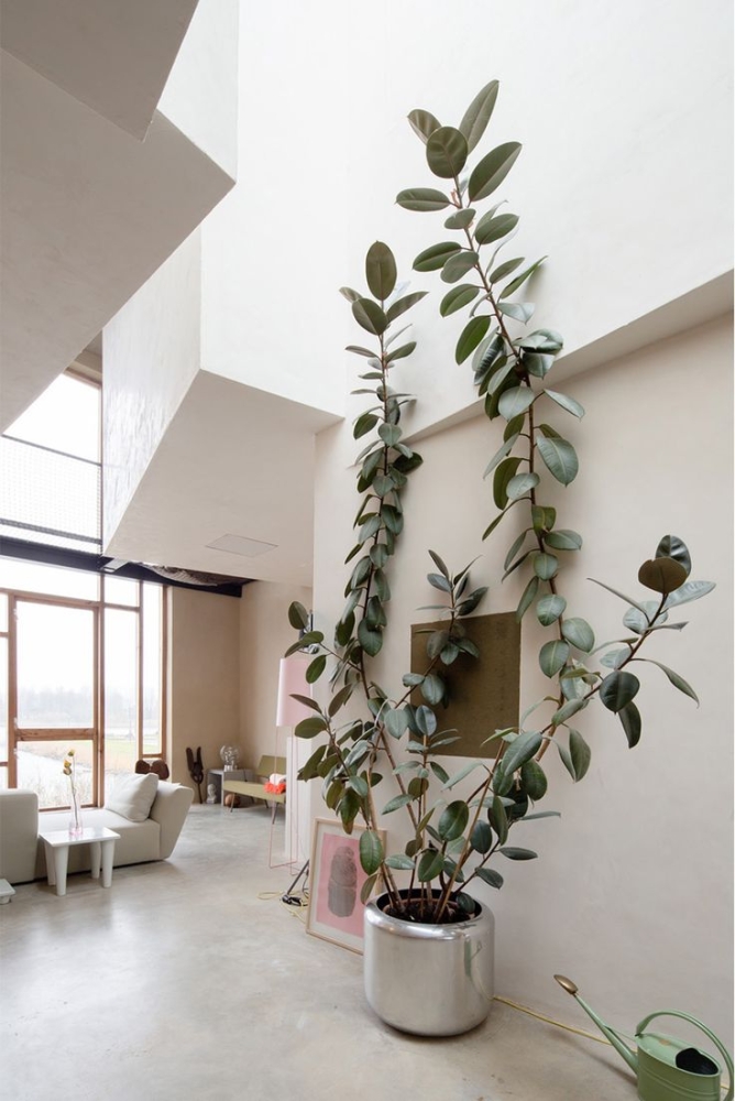 woonkamer plant groot