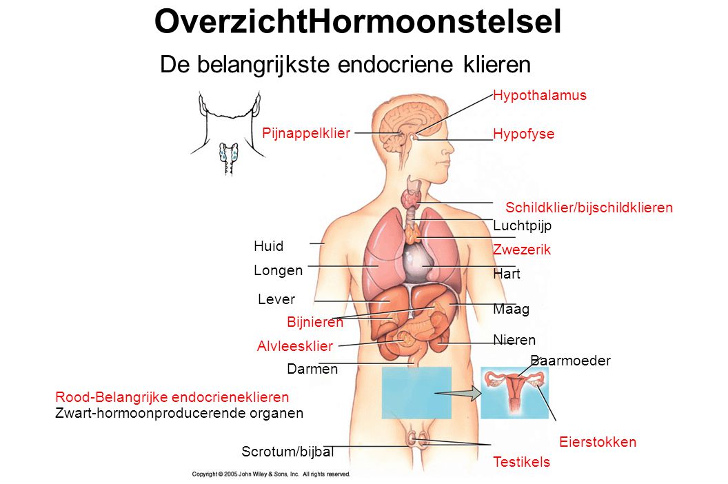 organen buik hond organen buik hond