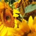 Annemieke