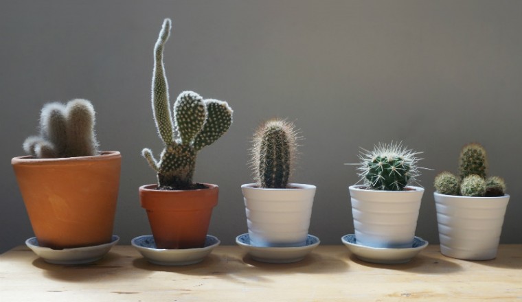 5 tips voor de verzorging van je cactus - damespraatjes